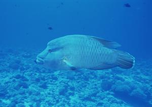 広島駅から徒歩5分！快適な滞在を約束する東横INN広島駅前大橋南の魅力と特徴