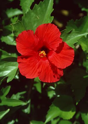 京都の嵐山で人気の温泉旅館なら