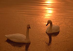 東京湾での海釣りを楽しむことができる